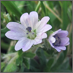 Doves-foot Crane's-bill, Geranium molle