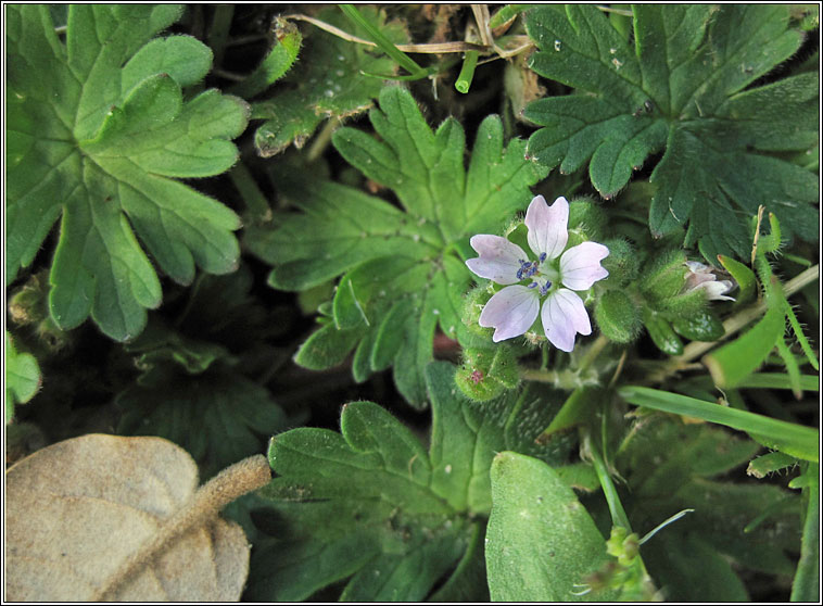 Doves-foot Crane's-bill, Geranium molle