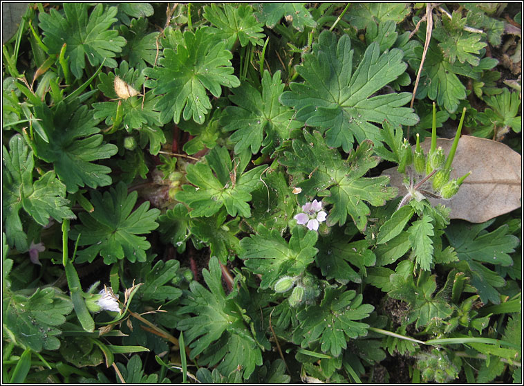 Doves-foot Crane's-bill, Geranium molle