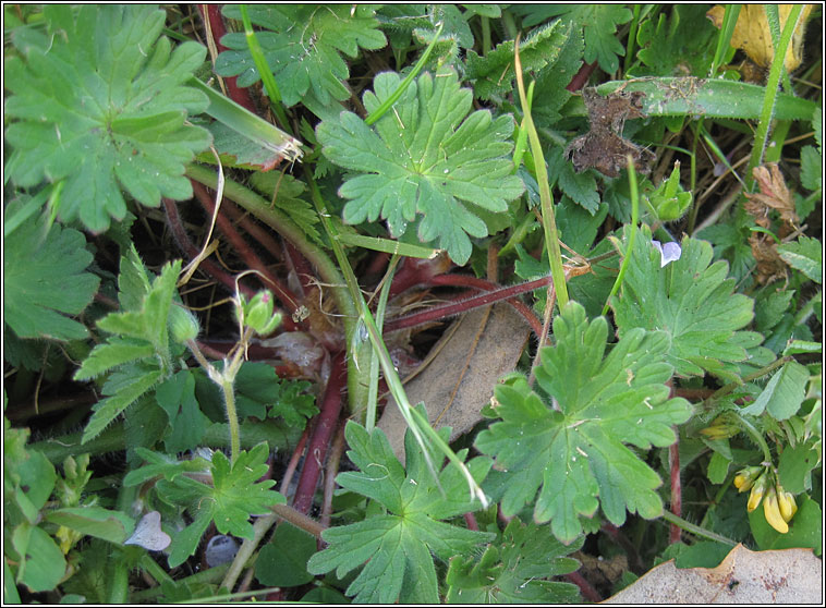 Doves-foot Crane's-bill, Geranium molle