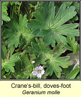 Cranes-bill, doves-foot, Geranium molle