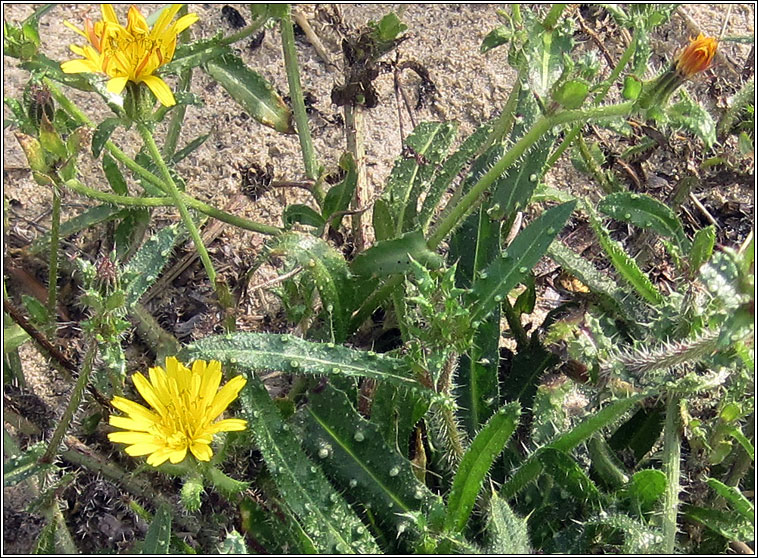 Bristly Ox-tongue, Picris echiodes, Helminthotheca echioides