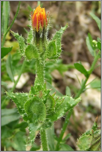 Bristly Ox-tongue, Picris echiodes, Helminthotheca echioides