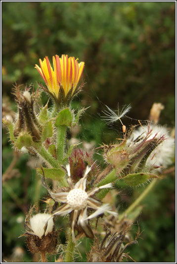 Bristly Ox-tongue, Picris echiodes