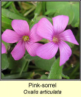 Pink-sorrel, Oxalis articulata