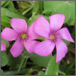 Pink-sorrel, Oxalis articulata