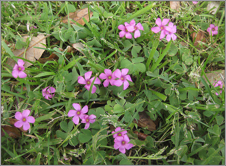 Pink-sorrel, Oxalis articulata