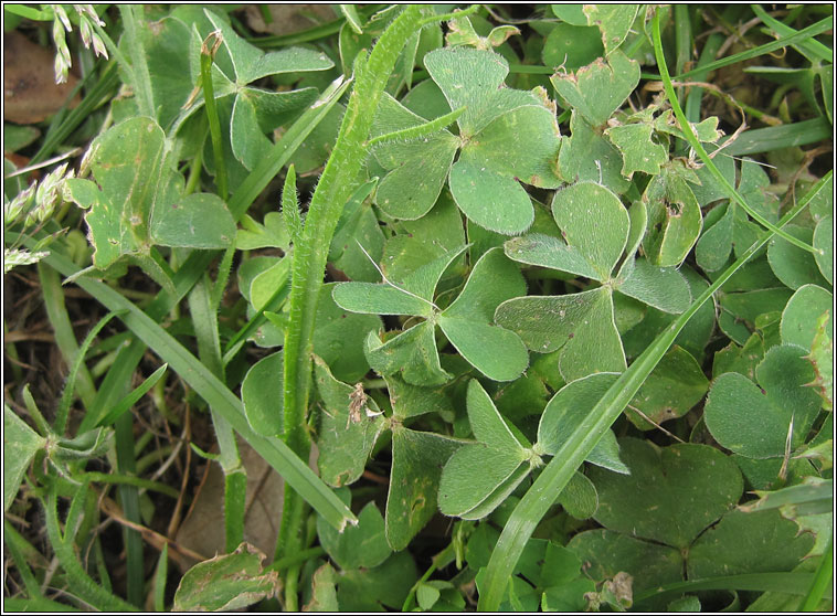 Pink-sorrel, Oxalis articulata