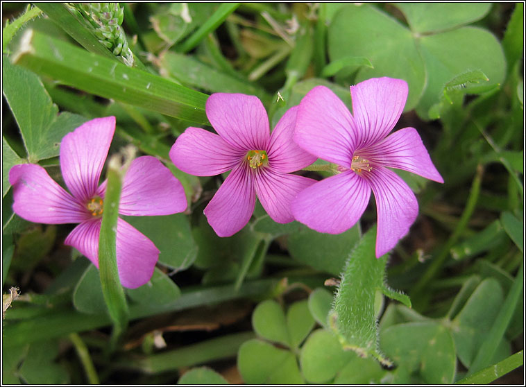 Pink-sorrel, Oxalis articulata