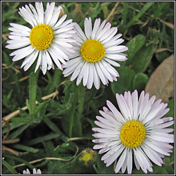 Daisy, Bellis perennis