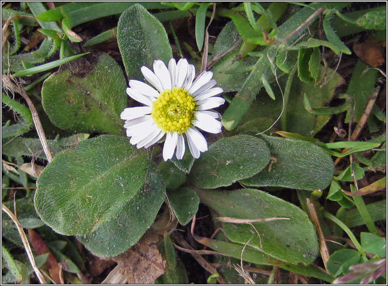 Daisy, Bellis perennis