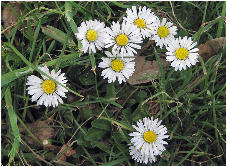 Daisy, Bellis perennis