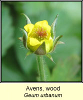 Wood Avens, Geum urbanum