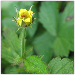 Wood Avens, Geum urbanum