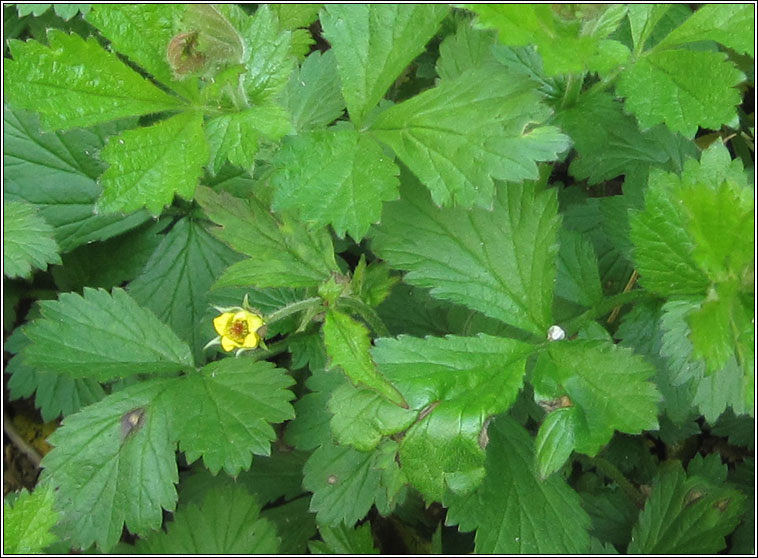 Wood Avens, Geum urbanum