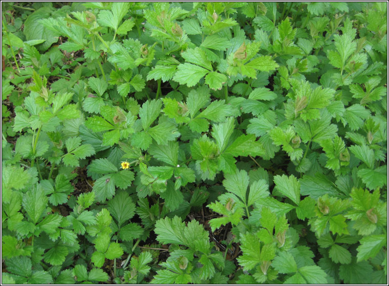 Wood Avens, Geum urbanum