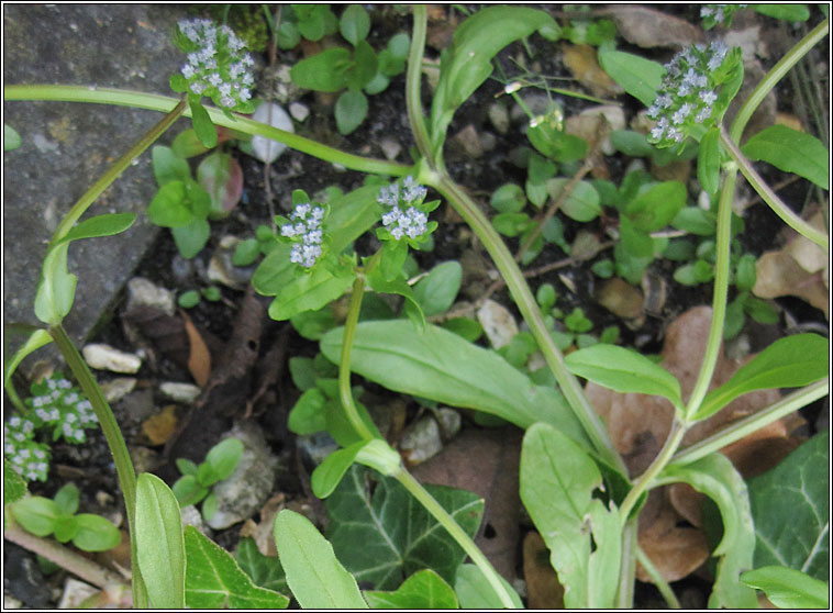 Keeled-fruited Cornsalad, Valerianella carinata