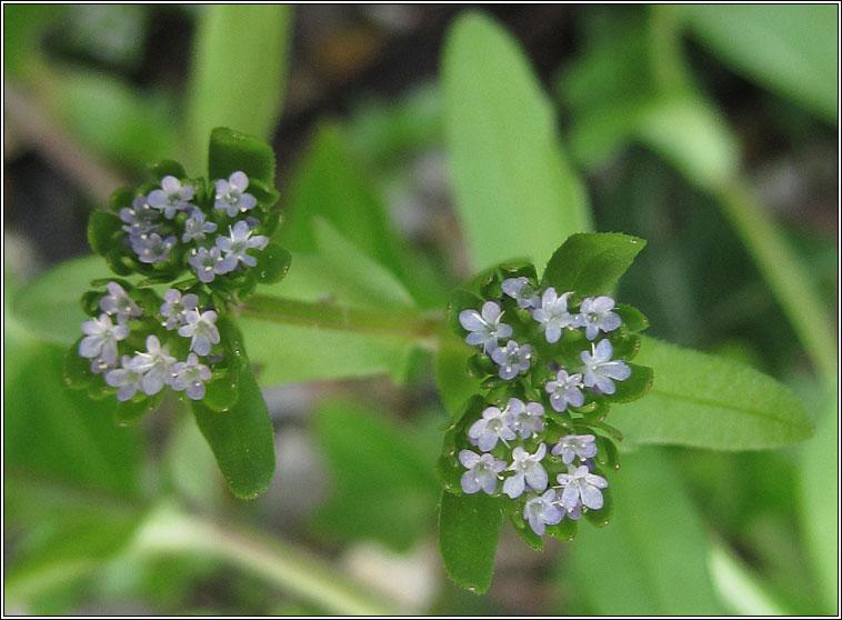 Keeled-fruited Cornsalad, Valerianella carinata