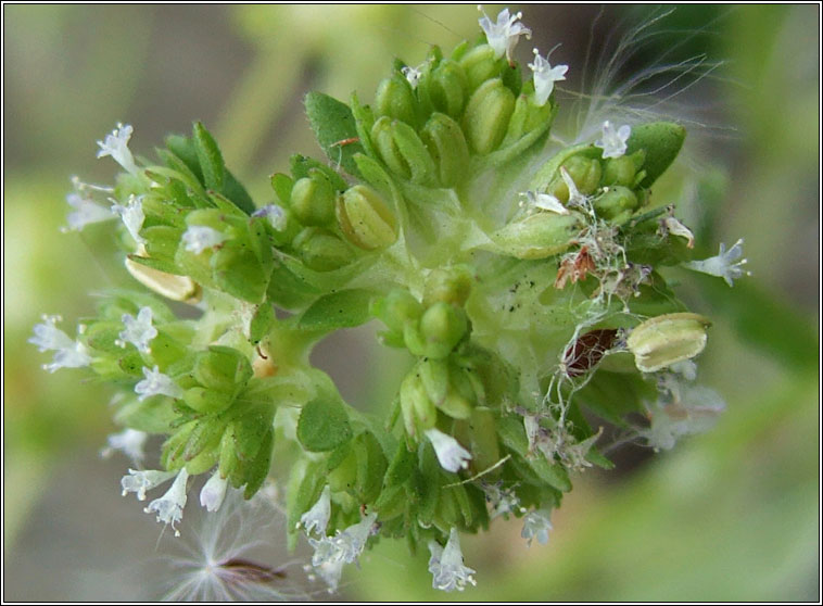 Keeled-fruited Cornsalad, Valerianella carinata