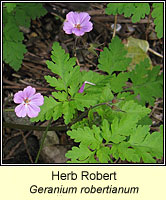 Herb Robert, Geranium robertianum