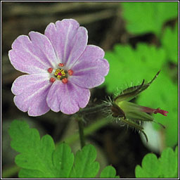 Herb Robert, Geranium robertianum