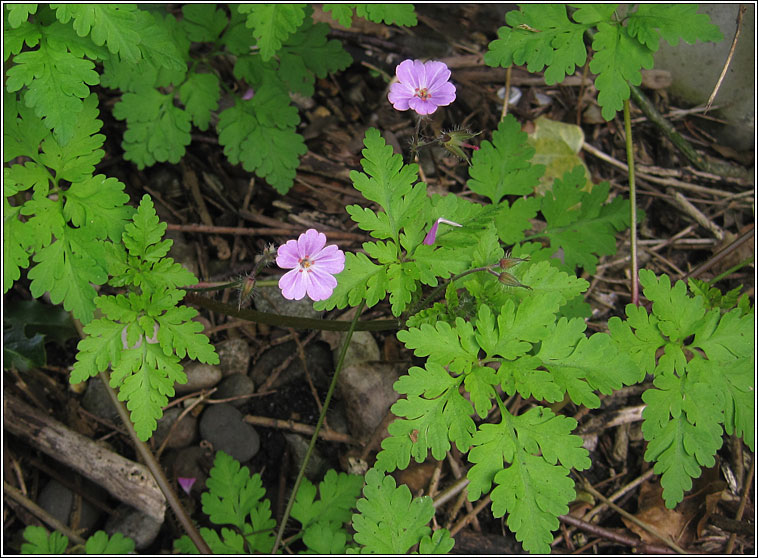 Herb Robert, Geranium robertianum