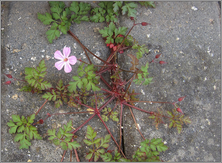 Herb Robert, Geranium robertianum