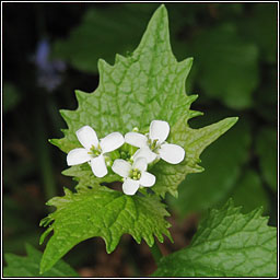 Garlic Mustard, Alliaria petiolata