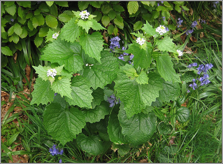 Garlic Mustard, Alliaria petiolata