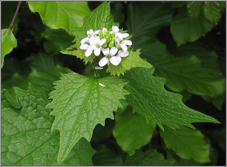 Garlic Mustard, Alliaria petiolata