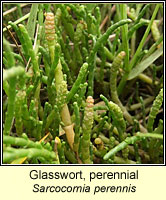 Glasswort, perennial, Sarcocornia perennis