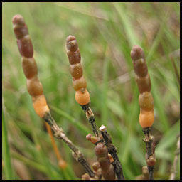 Perennial Glasswort, Sarcocornia perennis