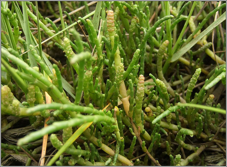 Perennial Glasswort, Sarcocornia perennis