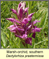 Marsh-orchid, southern, Dactylorhiza praetermissa