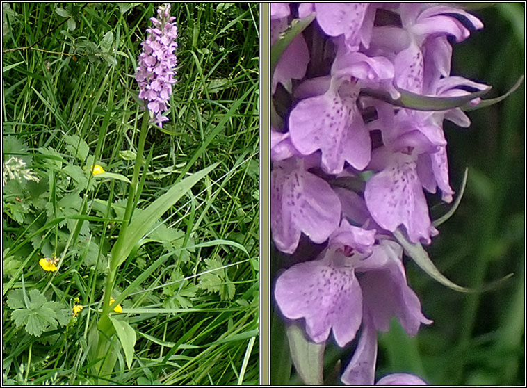 Southern Marsh-orchid, Dactylorhiza praetermissa