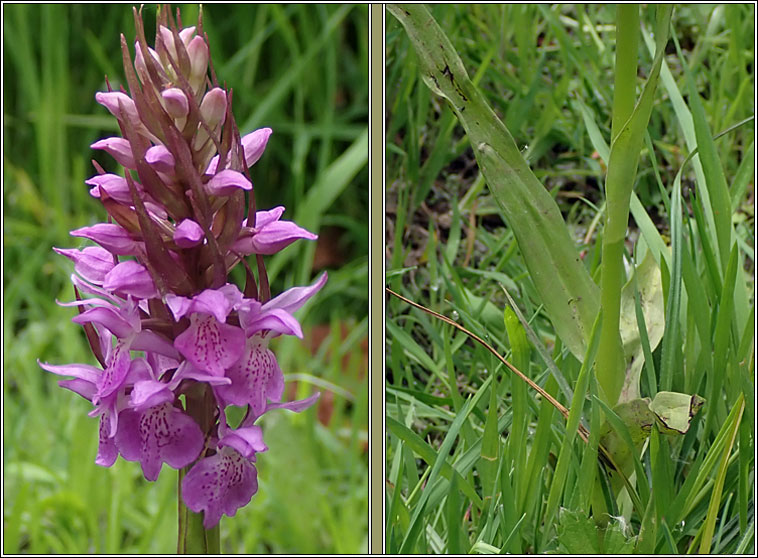 Southern Marsh-orchid, Dactylorhiza praetermissa