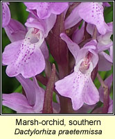 Marsh-orchid, southern, Dactylorhiza praetermissa