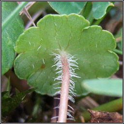 Marsh Pennywort, Hydrocotyle vulgaris