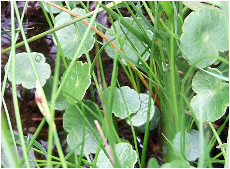 Marsh Pennywort, Hydrocotyle vulgaris