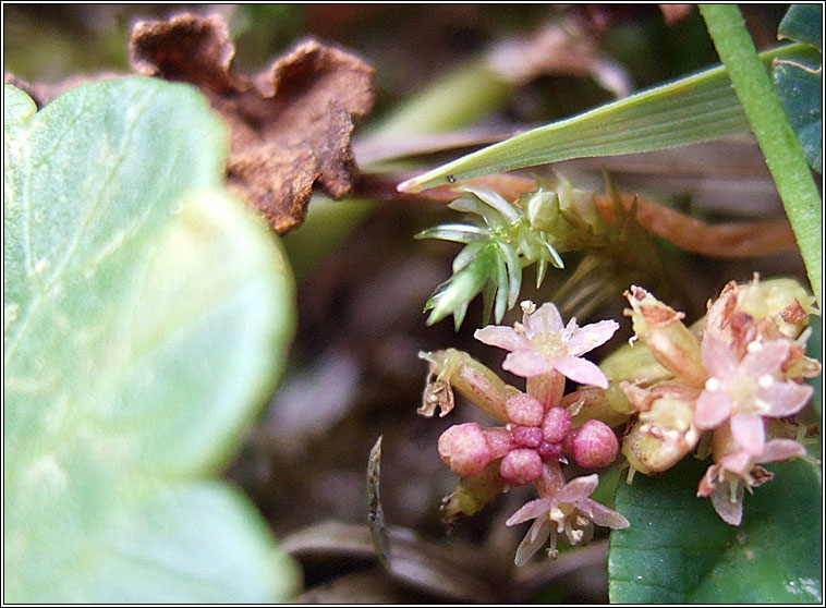 Marsh Pennywort, Hydrocotyle vulgaris