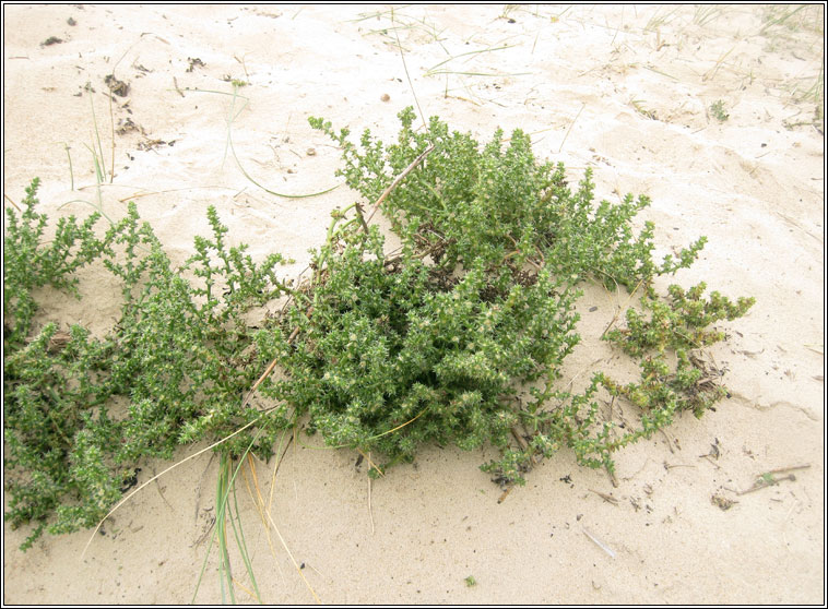 Prickly Saltwort, Salsola kali