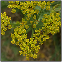 Wild Parsnip, Pastinaca sativa