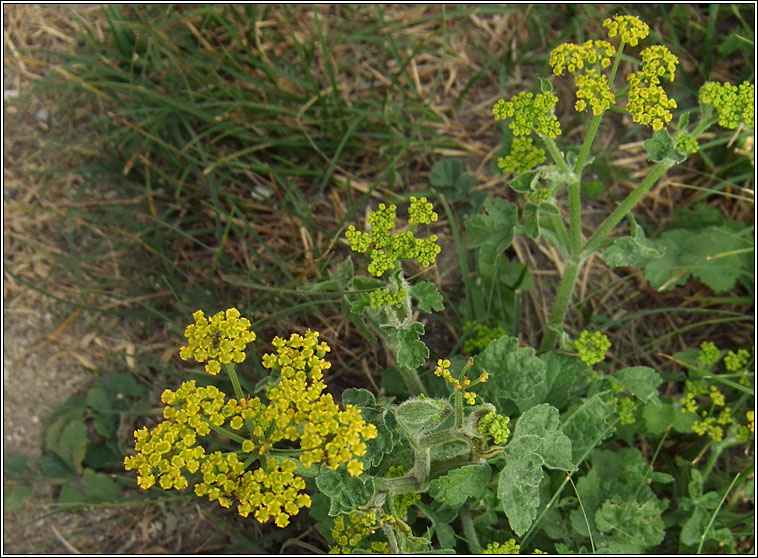 Wild Parsnip, Pastinaca sativa