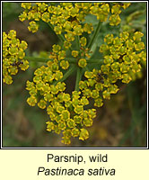 Parsnip, Wild, Pastinaca sativa