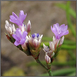 Portland Sea-lavender, Limonium recurvum subsp portlandicum