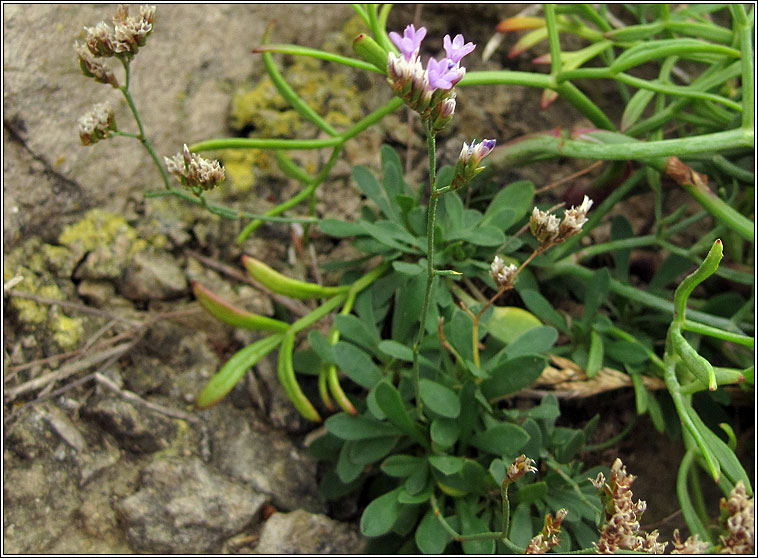 Portland Sea-lavender, Limonium recurvum subsp portlandicum