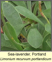 Sea-lavender, Portland, Limonium recurvum