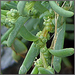 Annual Seablite, Suaeda maritima