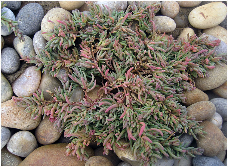 Annual Seablite, Suaeda maritima