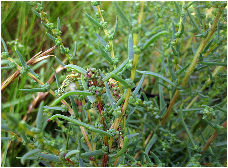 Annual Seablite, Suaeda maritima